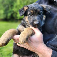 Purple Girl - Black and red female German Shepherd puppy in Longview, Washington from Bunkerhill Shepherds