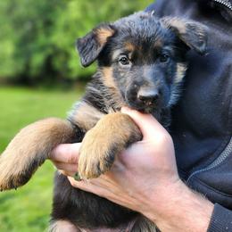 Purple Girl - Black and red female German Shepherd puppy in Longview, Washington from Bunkerhill Shepherds