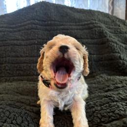 Susy - Apricot and white female Cavachon puppy in Holly, Michigan from Terrie’s Cavachons & Cavalier King Charles Spaniels