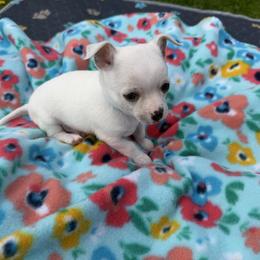 Billy - Cream and white male Chihuahua puppy in Amity, Pennsylvania from Rhoda and Verna