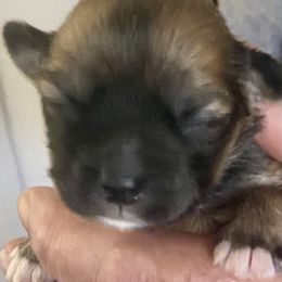 Elon - Brindle male Lhasa Apso puppy in Fort Worth, Texas from Cynthia's Lhasa Apsos