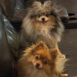 Pomeranians from Southern Gem's Pomeranian