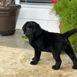 Crystal - Black female Labrador Retriever puppy in Maynardville, Tennessee from Three Bears Labradors