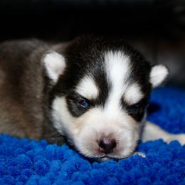 Mayor - Black and white male Pomsky puppy in Centerville, Iowa from LJ Kennels Pomskies, LLC