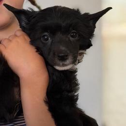 Iris - Black and white female Chinese Crested puppy in Sweet Home, Oregon from Rhapsody Poodles & Cresteds