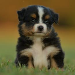 Spinner - Black tri male Toy Australian Shepherd puppy in Hartman, Arkansas from Southern Edition Aussies