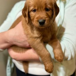 Assorted Doodle Crosses and Golden Retriever Puppies from Golden Palms Puppies