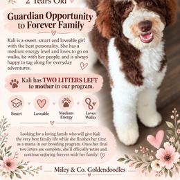 Kali - Parti female Goldendoodle puppy in Escalon, California from Miley&Co.