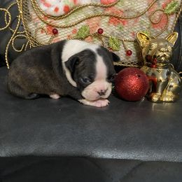 Boston Terrier Puppies from Boston Terriers