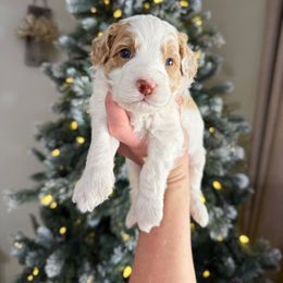 Milo Mini - Yellow and white male Bernedoodle puppy in Wamego, Kansas from Doodles of Oz