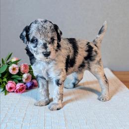 Pancake - Blue merle male Aussiedoodle puppy in Sparta, Missouri from Sis' Doodles & Poodles