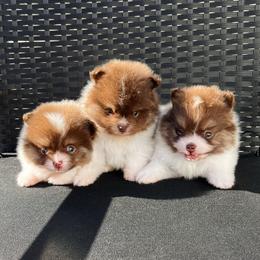 Beckam - Chocolate and tan Pomeranian puppy in Menifee, California from Petite Poms Of CA