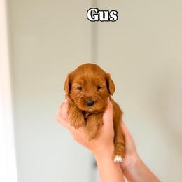 Gus - Apricot male Goldendoodle puppy in Salem, Utah from Karmadoodlee
