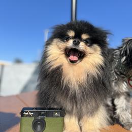 Maltipoo and Pomeranian All Grown Up from The Queens Doggies