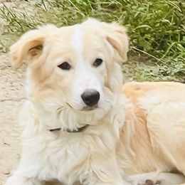 Border Collies from Fire N Arrows Border Collies