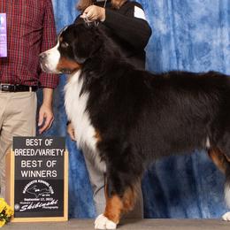 Leonard - Bernese Mountain Dog