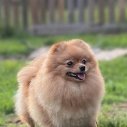 Peaches - Pomeranian