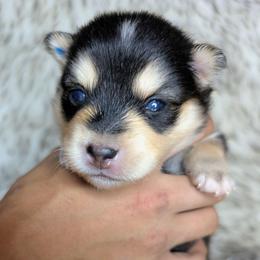 Boy 4 - Tri-color male Pomsky puppy in Spring Hill, Florida from www.PuppyTimeEmporium.com