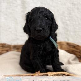 Blue Boy - Black male Goldendoodle puppy in Carthage, Tennessee from Willows Doodles