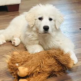 Great Pyrenees Puppies from Outlaw Acres Farm & Kennels