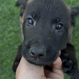 Red Collar - Mahogany male Belgian Malinois puppy in Trenton, Georgia from Laeknir K9