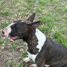 Nabi - Bull Terrier