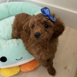 Blush - Apricot female Poodle puppy in Miami, Florida from Sakura Poodles