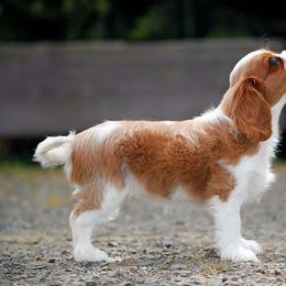 Cavalier King Charles Spaniel Puppies from Eureka Cavaliers