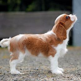 Cavalier King Charles Spaniel Puppies from Eureka Cavaliers
