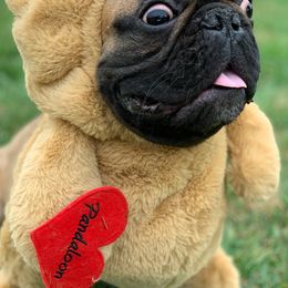 French Bulldogs from The Lazy Bulldog