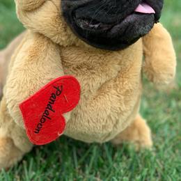 French Bulldogs from The Lazy Bulldog