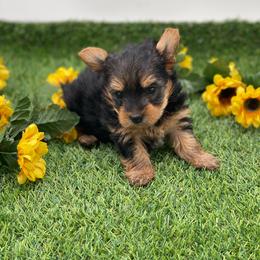 Annabelle -1550 CKC - Black and tan female Yorkshire Terrier puppy in Douglas, Georgia from Heartland small breeds