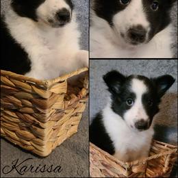 Shetland Sheepdog Puppies from Henotic Homestead
