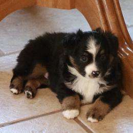 Prancer - Black tri male Toy Australian Shepherd puppy in Albia, Iowa from J Bar M Toy and Mini Aussies