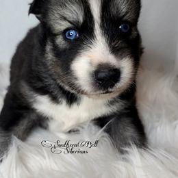Siberian Husky Puppies from SouthernBell Siberian's