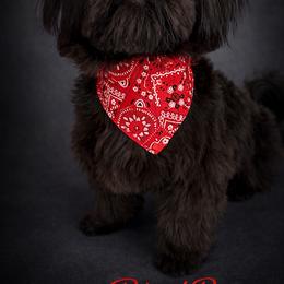 BlackBerry - Shih Tzu