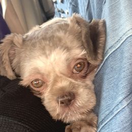 Muf muf - Shih Tzu