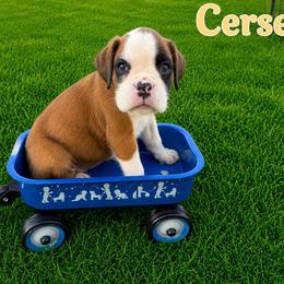 Cersei - Fawn female Boxer puppy in Abilene, Texas from L&L Euro Boxers and Small Town Shih Tzus