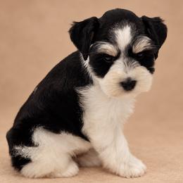 Erin - Black and silver female Miniature Schnauzer puppy in San Augustine, Texas from My Little Schnauzer Pals