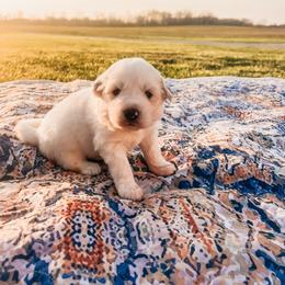 Allie - White female Great Pyrenees puppy in New Palestine, Indiana from Hitchcock Homestead