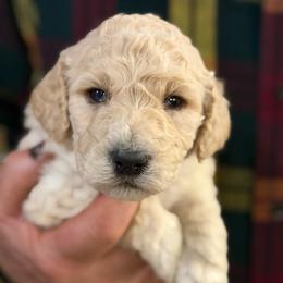 Air - Cream male Poodle puppy in St. Johnsbury, Vermont from Poodles of the Northern Woods
