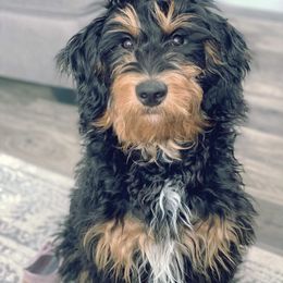 Aussiedoodle and Bernedoodle All Grown Up from Imels Doodles