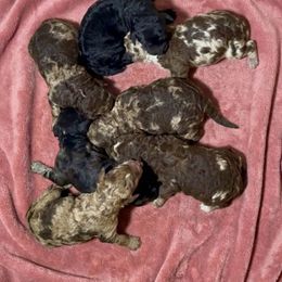 Girl 6 - Merle female Goldendoodle puppy in Sterling, Connecticut from Justine’s Retrievers and Doodles