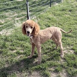 Cash - Red  male Poodle puppy in Caldwell, Idaho from Boise Doodle Co.
