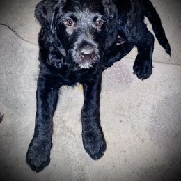 Labradoodle Puppies from Jazzy Doodles
