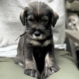 Blackberry - Black Collar - NATURAL Boy - Pepper and salt male Standard Schnauzer puppy in Mamaroneck, New York from Harbor Hill Standard Schnauzers