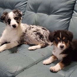 Australian Shepherd and Miniature Australian Shepherd Puppies from Donaldson Aussies