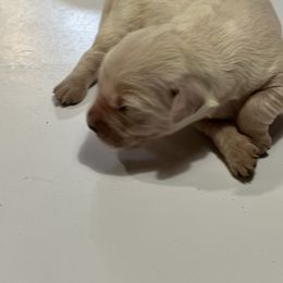 Mulan - Light golden Golden Retriever puppy in Selah, Washington from Porter's Puppies