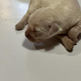Mulan - Light golden Golden Retriever puppy in Selah, Washington from Porter's Puppies