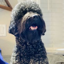 Goldendoodle and Poodle All Grown Up from Colorful Creations Doodles and Poodles